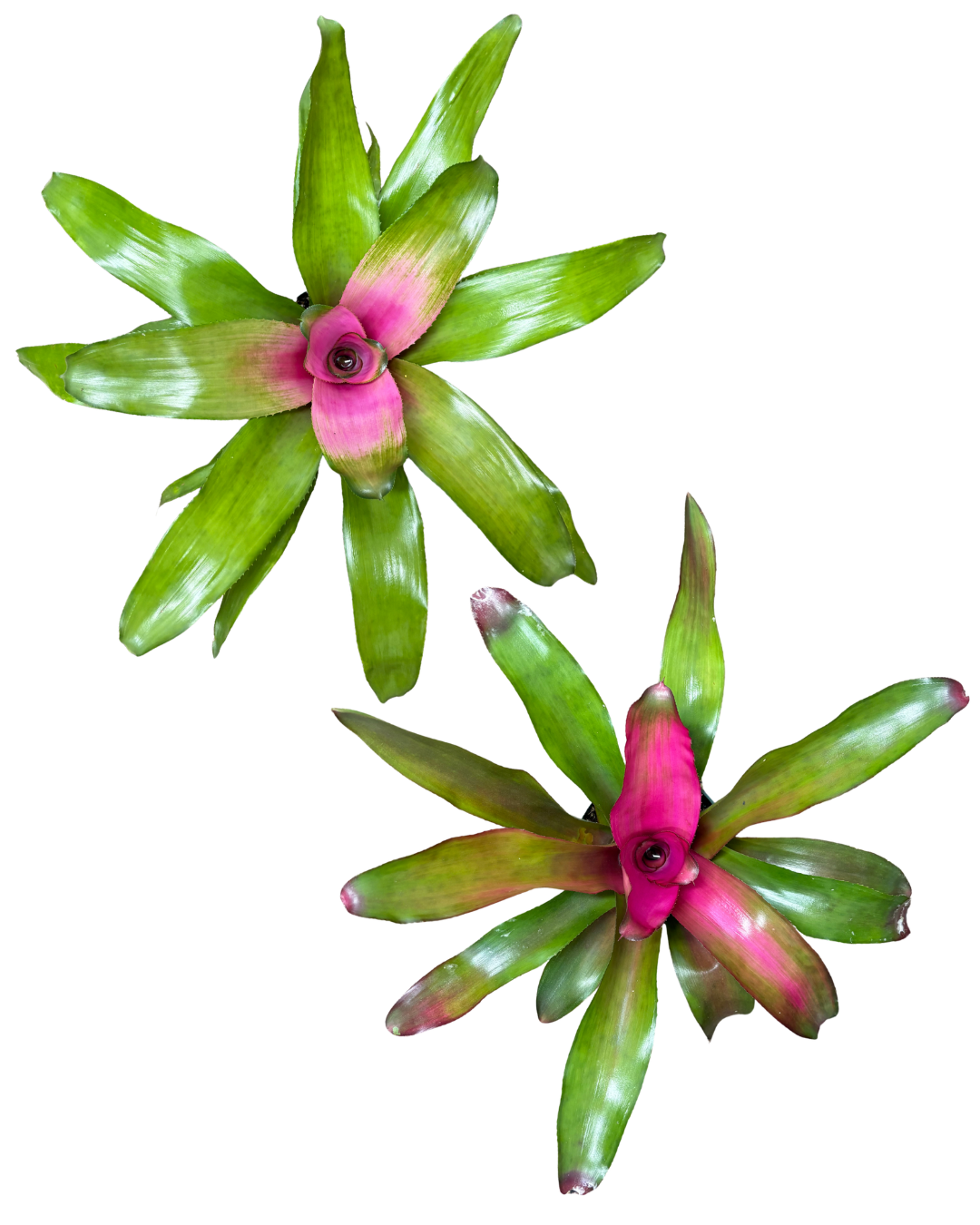 5 Neoregelia Donna and Lila
