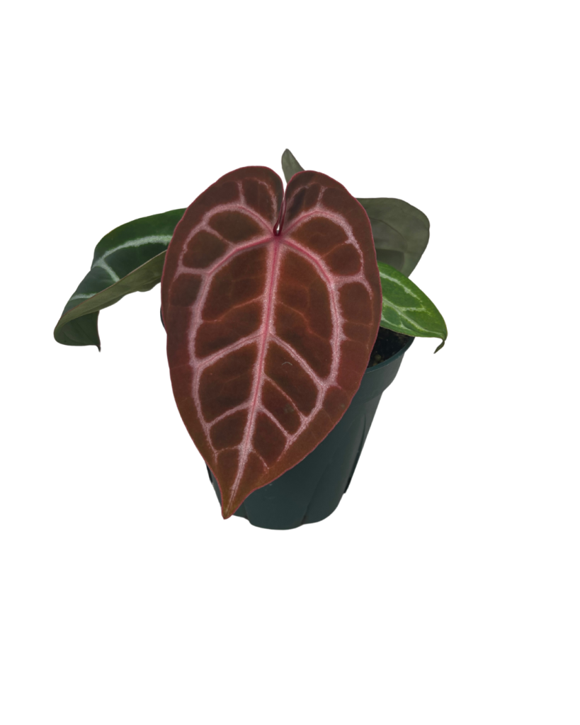 5 in Anthurium Mem. Tim Anderson