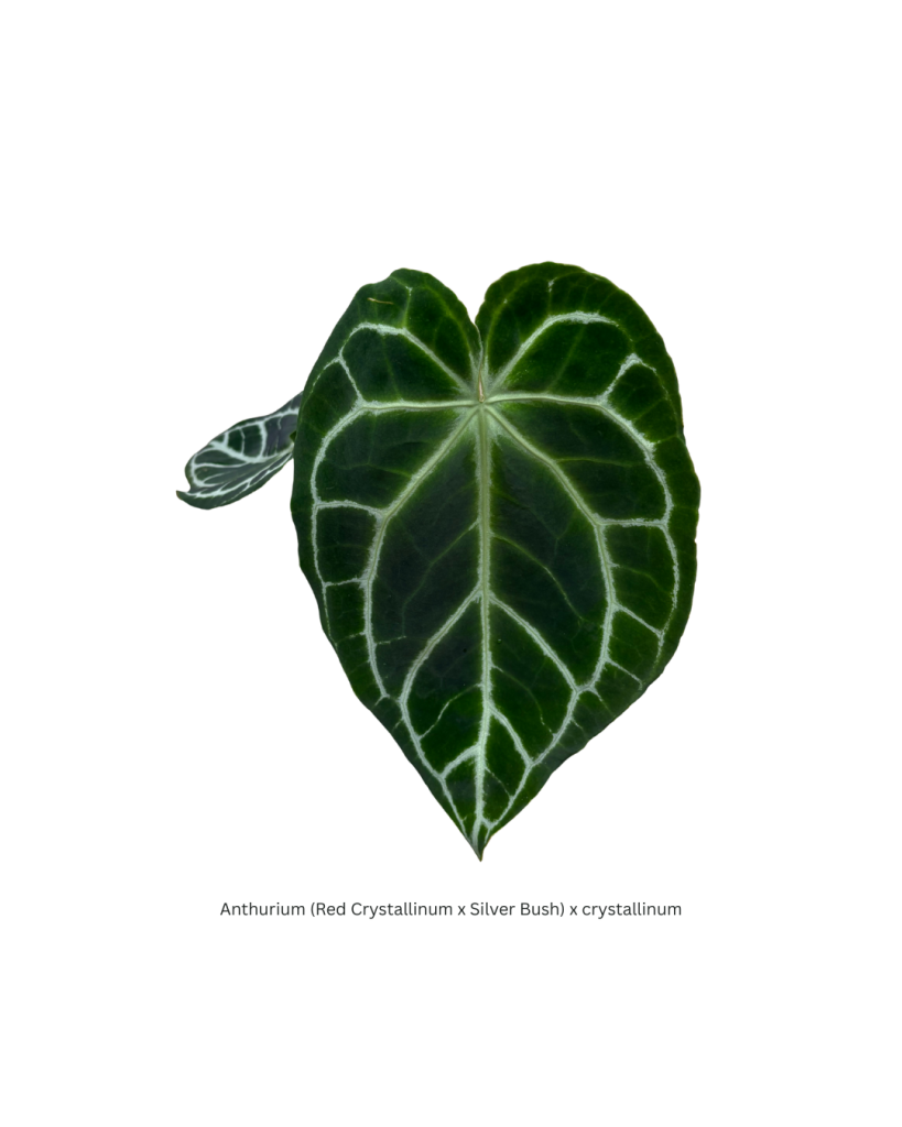 Anthurium Red Crystallinum x Silver Bush x crystallinum