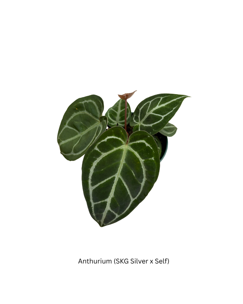 Anthurium SKG Silver x Self