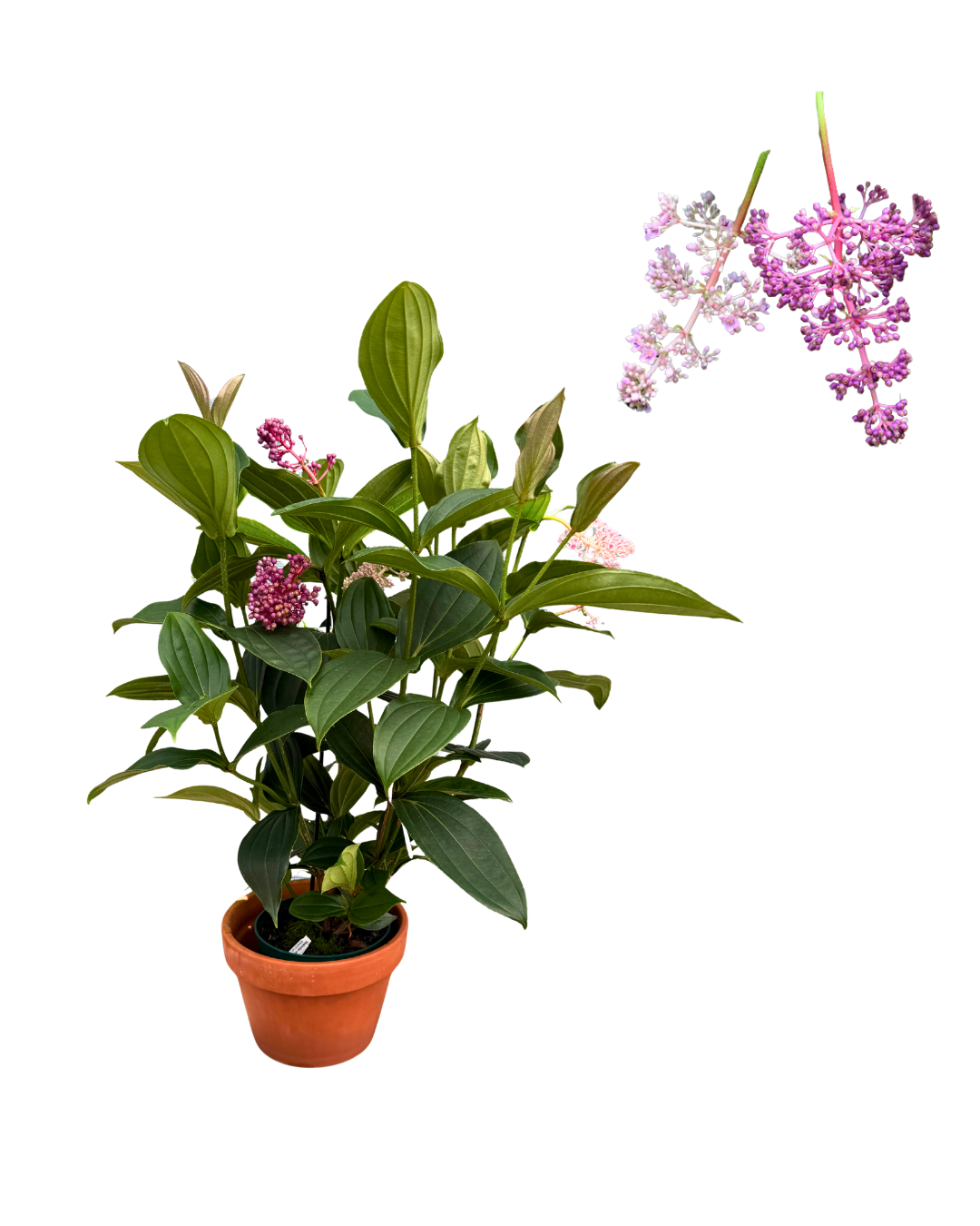 10 Medinilla myriantha