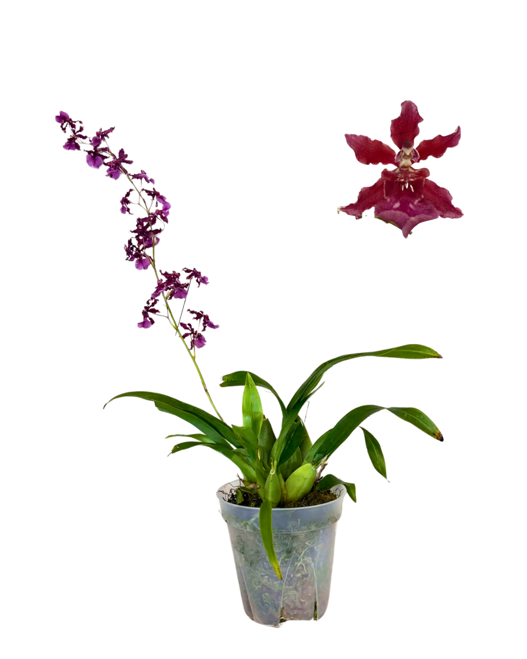 5 Oncidium Sharry Baby