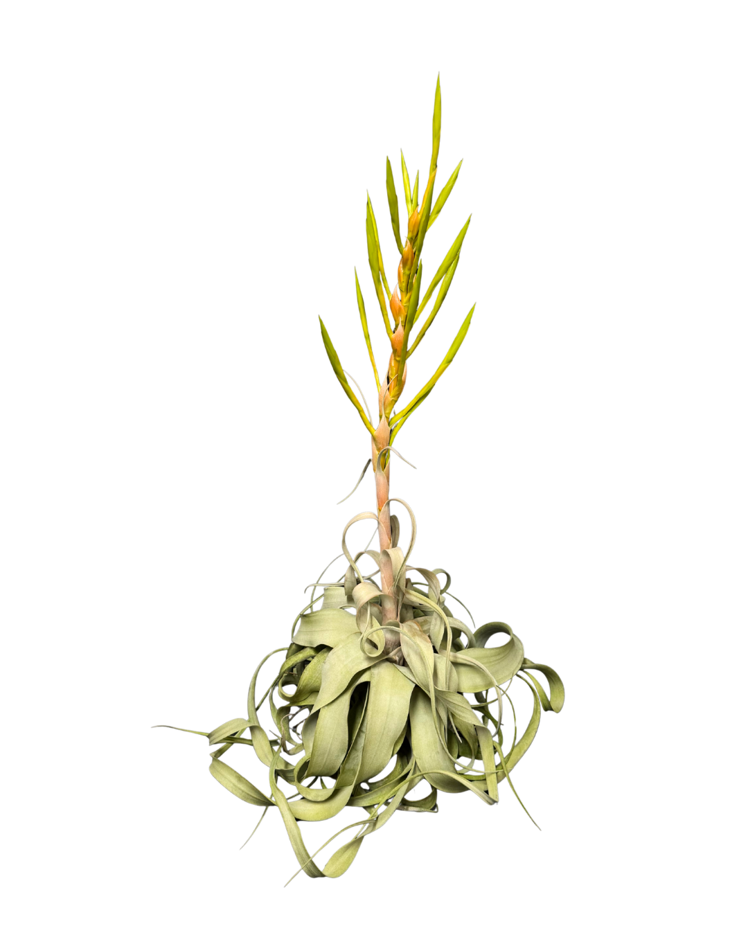 BR T xerographica w bloom (1)