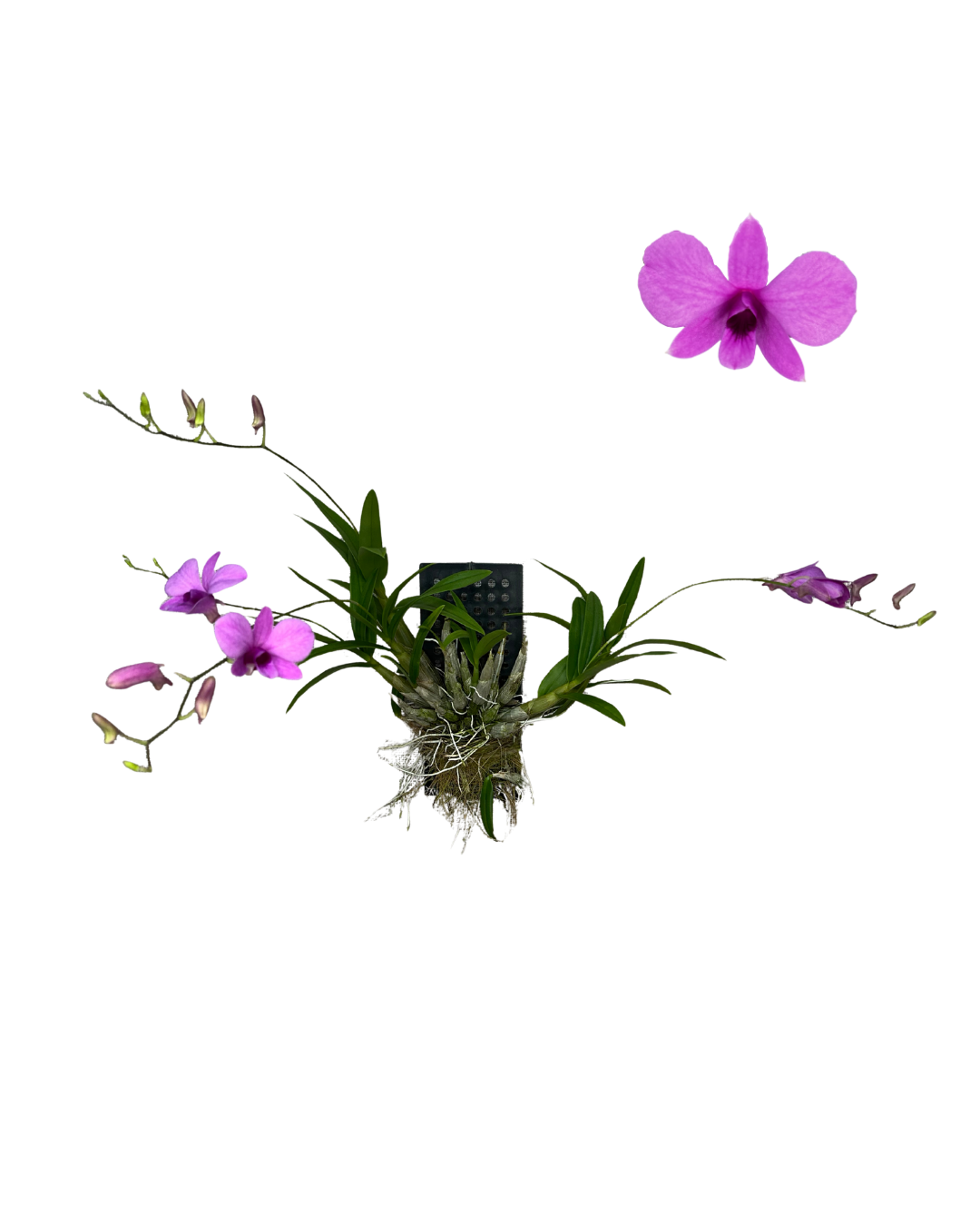 Dendrobium bigibbum plaque